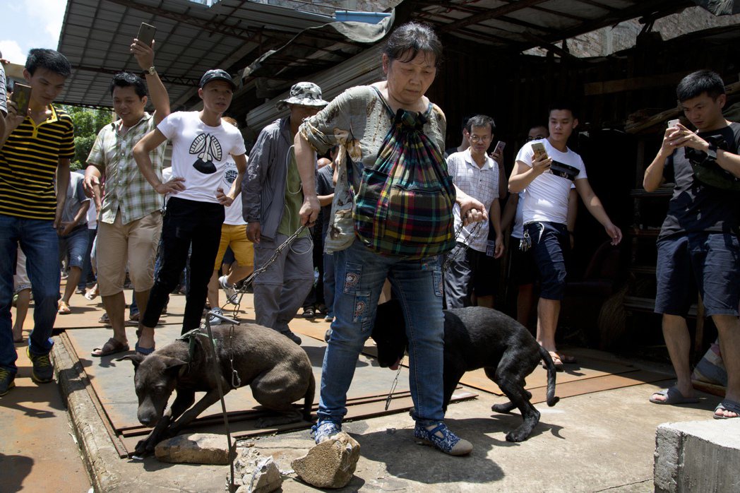 無法推動官方查禁，中國各地的動保人士指每年夏至動員，在玉林的狗肉市集自費買狗，希...