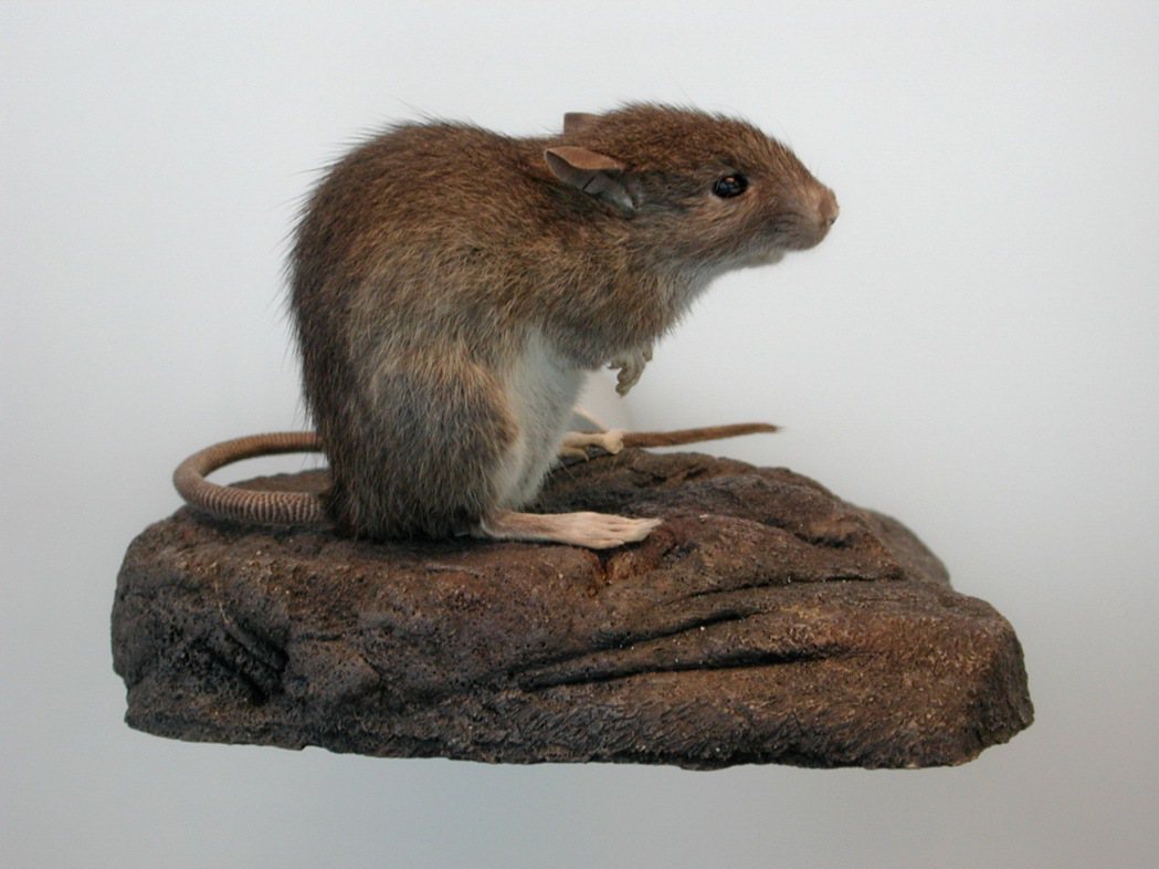 紐西蘭有害物種三大寇之一：玻里尼西亞鼠。 圖／維基共享