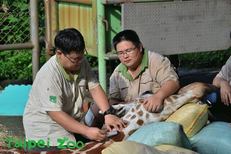 台北市立動物園的保育員和獸醫師搶救宵久。
 圖／台北市立動物園提供