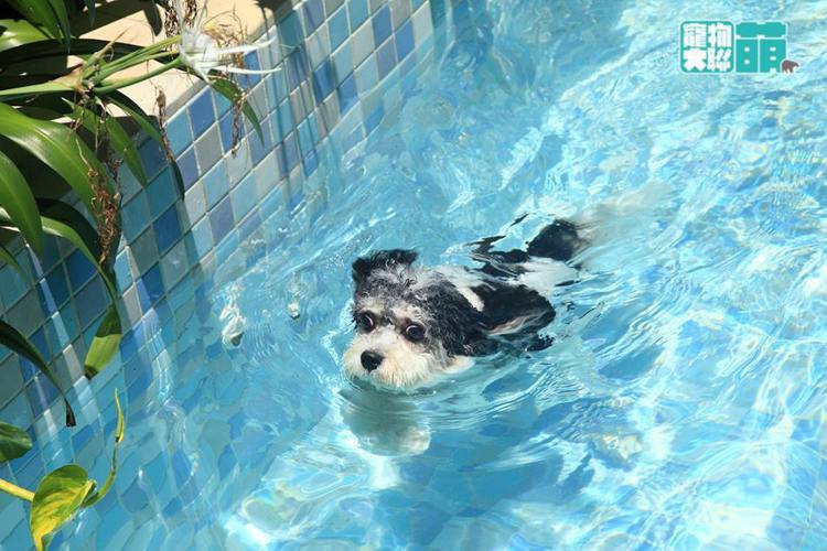 狗狗泡在泳池中消暑。圖／中天提供