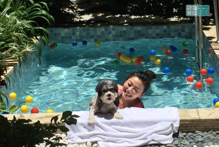 狗狗泡在泳池中消暑。圖／中天提供