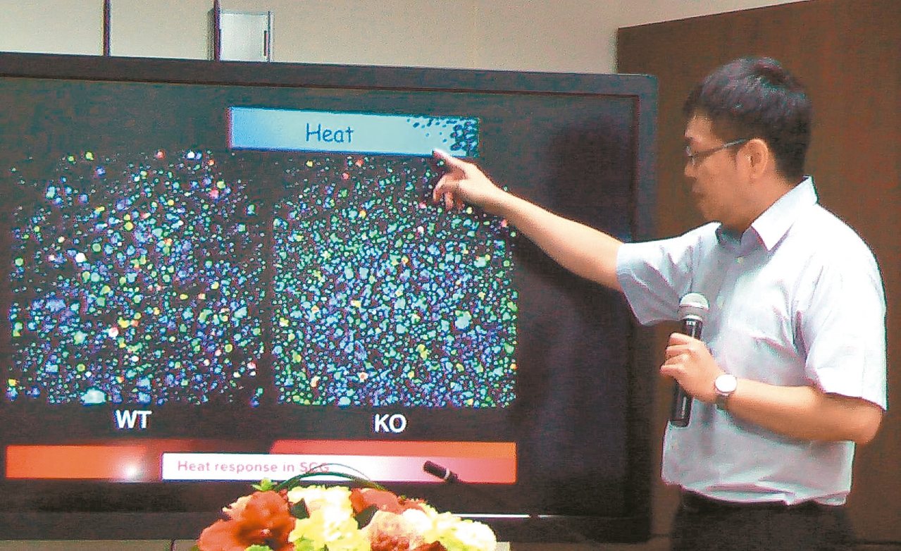 高醫大附設醫院神經科主治醫師譚俊祥研究發現，對溫熱具性的離子通道是Trpm2基因。