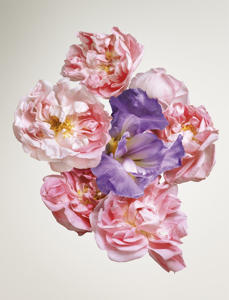 格拉斯的五月玫瑰展現輕柔甜美的氣息。圖/LV提供