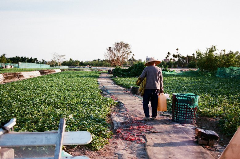 社子島目前仍有大規模的耕作活動，這不僅有利於延續長輩的活動力，也有利於台北市田園城市的規畫。
 圖／取自
Toomore Chiang (CC BY 2.0) 