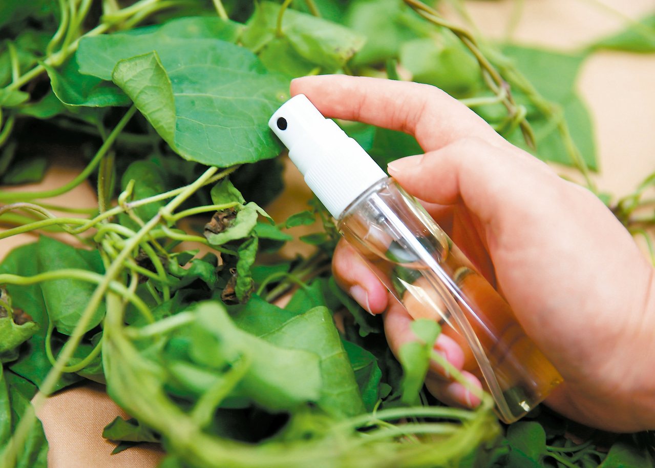 小花蔓澤蘭製成醋液可有效防治小黑蚊。