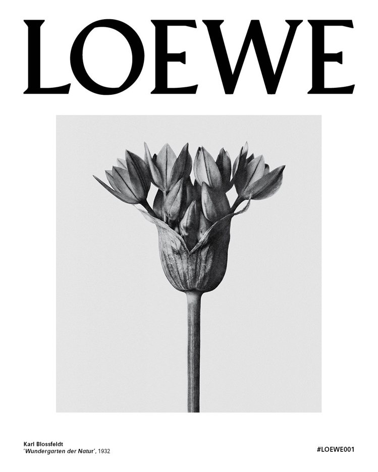 LOEWE不找名人，以已故德國攝影師Karl Blossfeldt的植物攝影作品為香水宣傳。圖／LOEWE提供