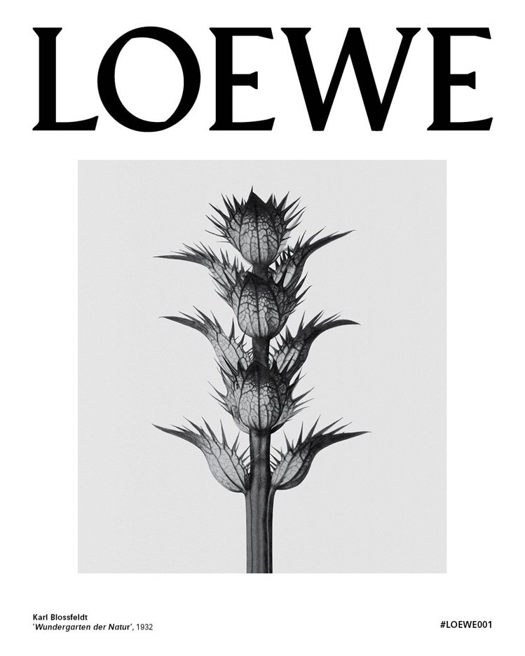 LOEWE不找名人，以已故德國攝影師Karl Blossfeldt的植物攝影作品為香水宣傳。圖／LOEWE提供