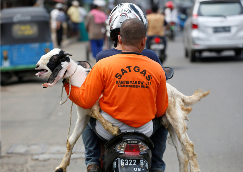 在印尼，對於一般家庭來說，無論是牛、羊或駱駝，一隻祭品的單價都十分高昂。 圖...