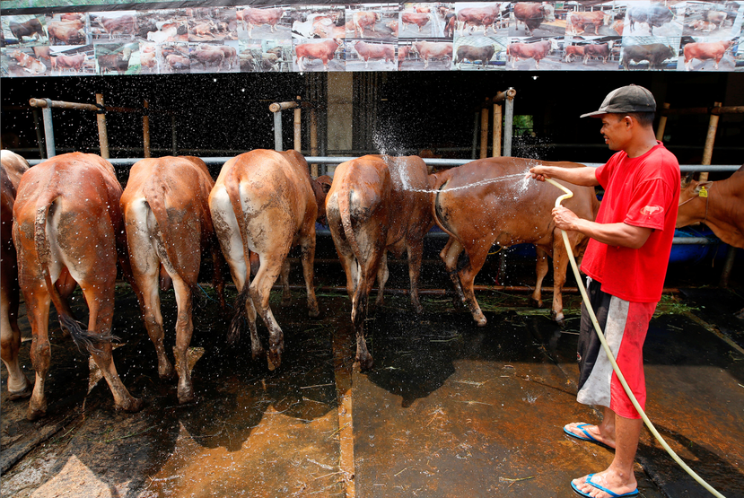 跟會買牛只是印尼眾多買牛獻祭的管道之一，在現代化的今天，上網選購牛隻也是一種方法...