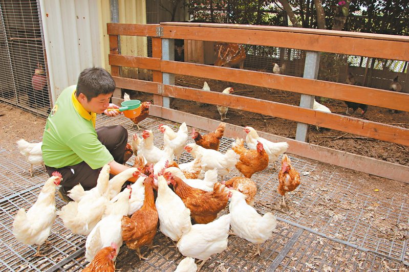 桂園自然生態農場業者蔡桂輝放牧不同雞種，生出來的蛋帶有不同色澤，稱為「彩色蛋」。 記者林宛諭／攝影