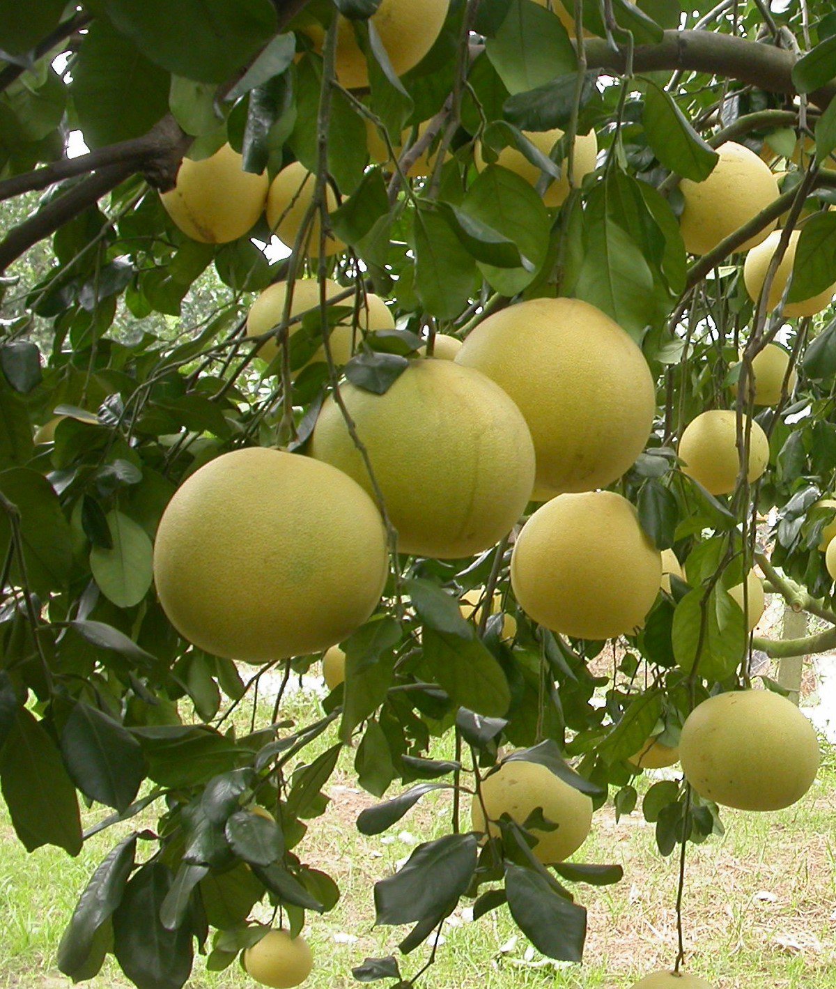 傳統節氣「霜降」（10月23日）前後採收的大白柚最好吃、水分最多。農委會台南農改場／提供