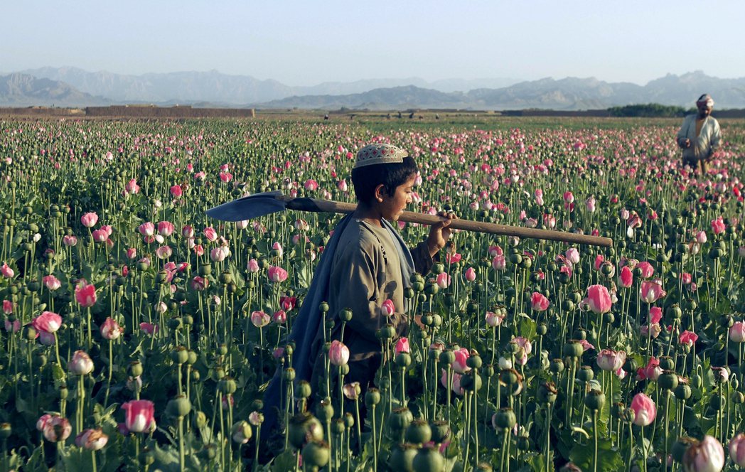 阿富汗：絕望的「鴉片之王」。 圖／美聯社