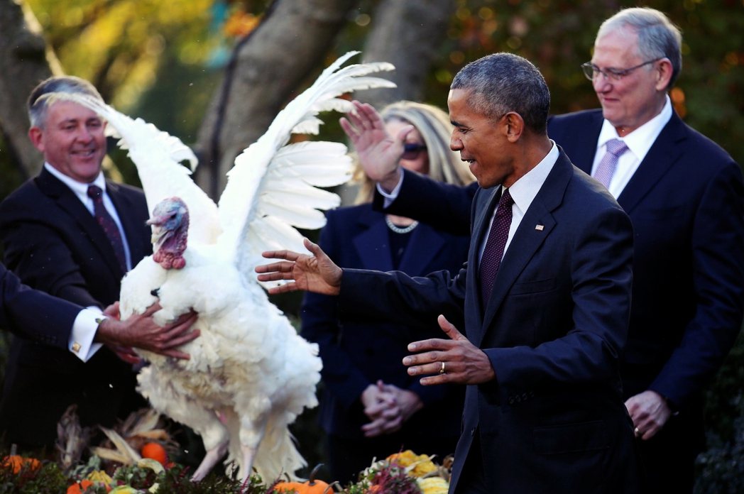 白宮傳統，歐巴馬「特赦」感恩節火雞。 圖／路透社