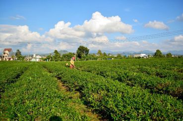 農藥使用的技術活：台灣茶與越南茶的矛盾