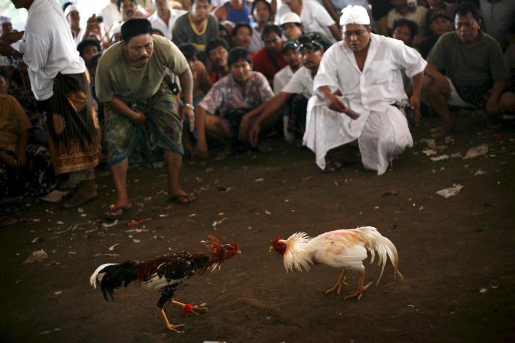 人類學家紀爾茲曾深入峇里島鬥雞文化，從深刻描繪之中觀察到了這個民族的內在複雜。圖...