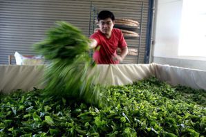 臺灣茶為何又如何本土？從內銷轉向與高山化談起