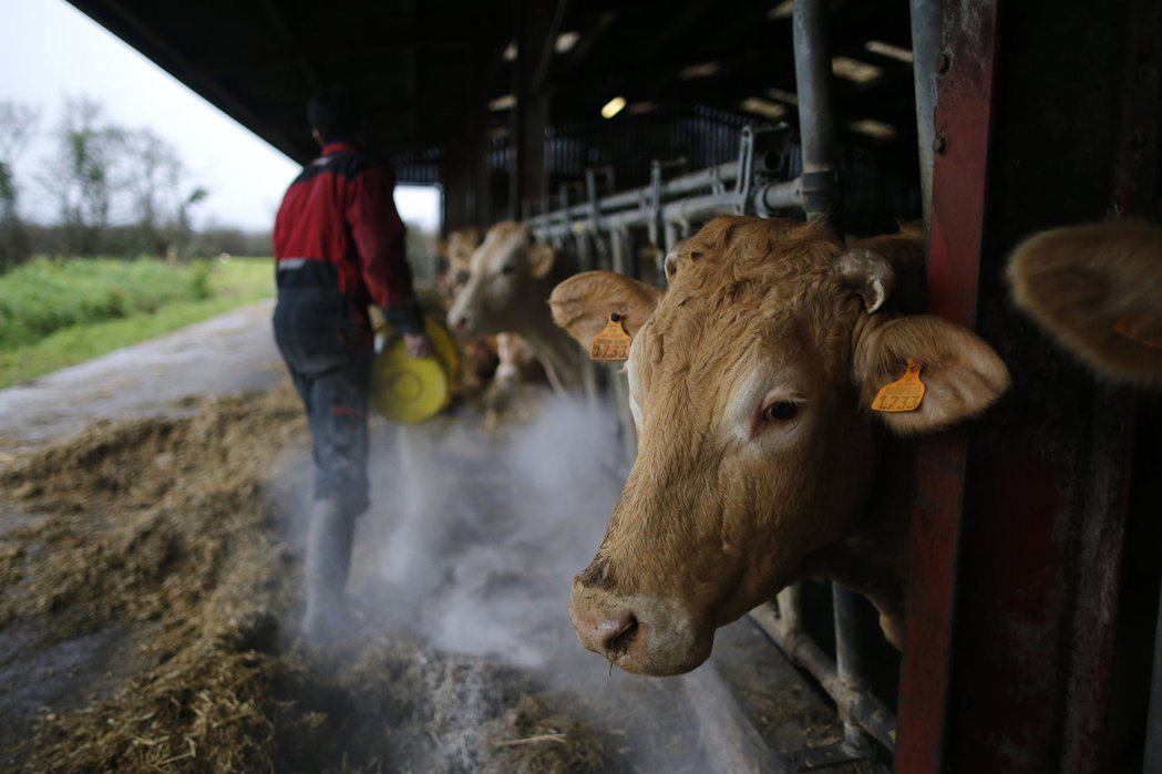牲畜飼養造成的溫室氣體，部分來自反芻動物（牛、羊）本身所排放的甲烷（CH4），以...