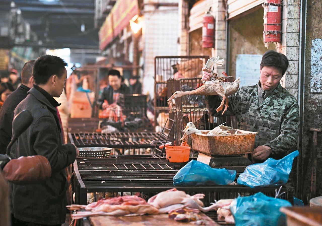 大陸處於H7N9流感嚴峻高峰期，疾管署呼籲，民眾前往旅遊洽公，宜避免接觸禽鳥類與出入活禽市場，食用蛋類要熟食。圖為湖南長沙紅星活禽交易市場。