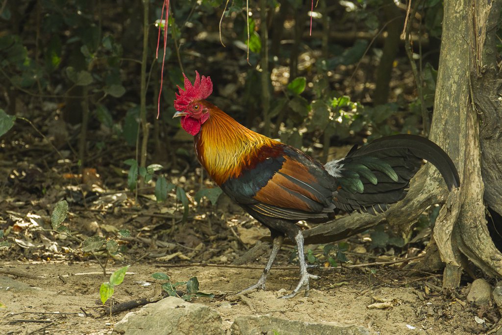 「紅原雞」學名 Gallus gallus，是家雞的祖先，起初紅原雞只能在烏敏島...