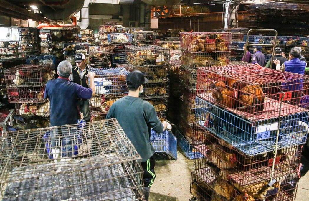 雞籠擠滿了整個家禽市場。記者鄭清元／攝影