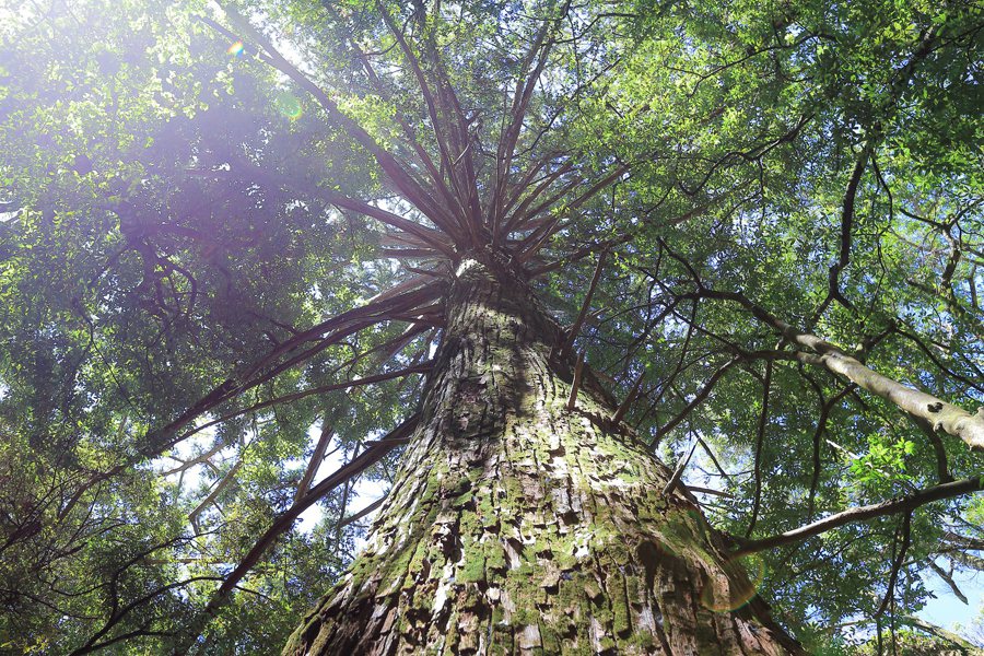 觀霧森林遊樂區的香杉神木。 圖／作者自攝