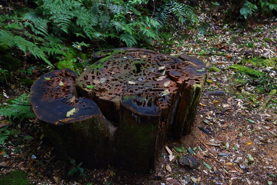鎮西堡神木群內，遭砍伐的紅檜樹頭。 圖／作者自攝