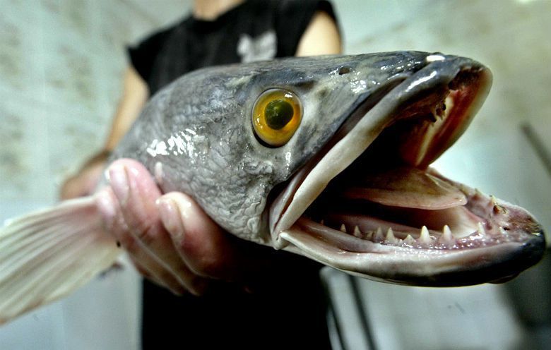 媒體上又出現「魚虎在日月潭逞兇」的新聞，甚至產出「像食人魚一樣恐怖可能危害日月潭泳客」的訊息。不過魚虎究竟是什麼東西？有多可怕？又為什麼會出現？ 圖／美聯社