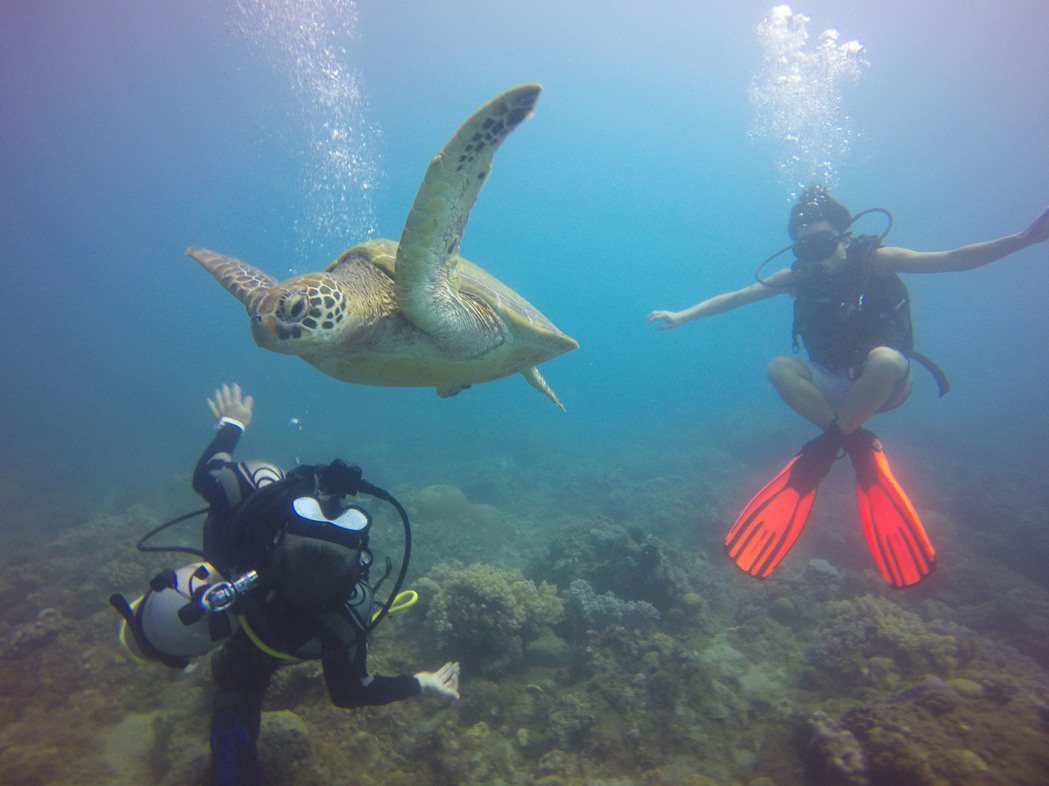 得天獨厚的環境，小琉球是許多綠蠵龜的棲息地，也吸引許多遊客造訪，體驗潛水同時和綠...