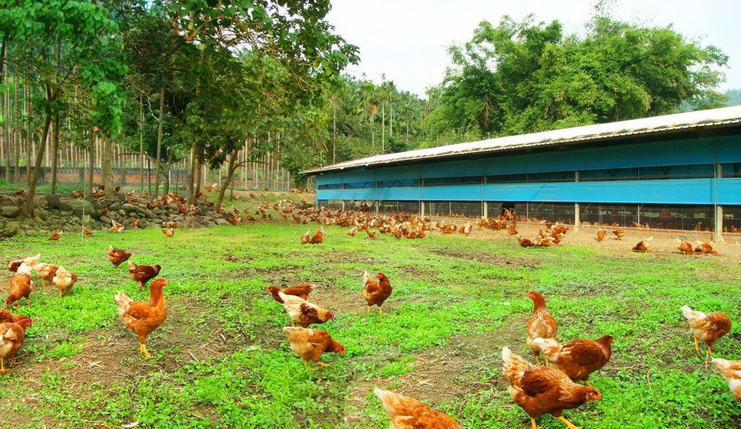 勤億蛋品科技公司在阿里山腳下買3000多坪地成立幸福牧場養3萬多隻雞將蛋雞當放山...