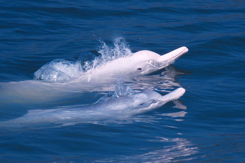 以台灣為名且珍貴的台灣白海豚，2008年已被國際自然保護聯盟（IUCN）列為極度瀕危，現今僅存不到70隻。 圖／路透社