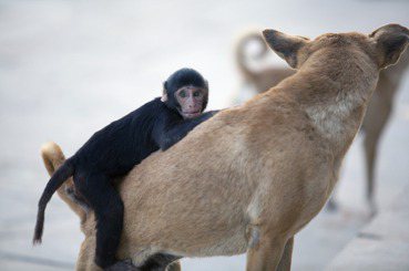黃宗潔／救生艇中的狗和軌道上的猩猩：如何用思想實驗討論動物倫理