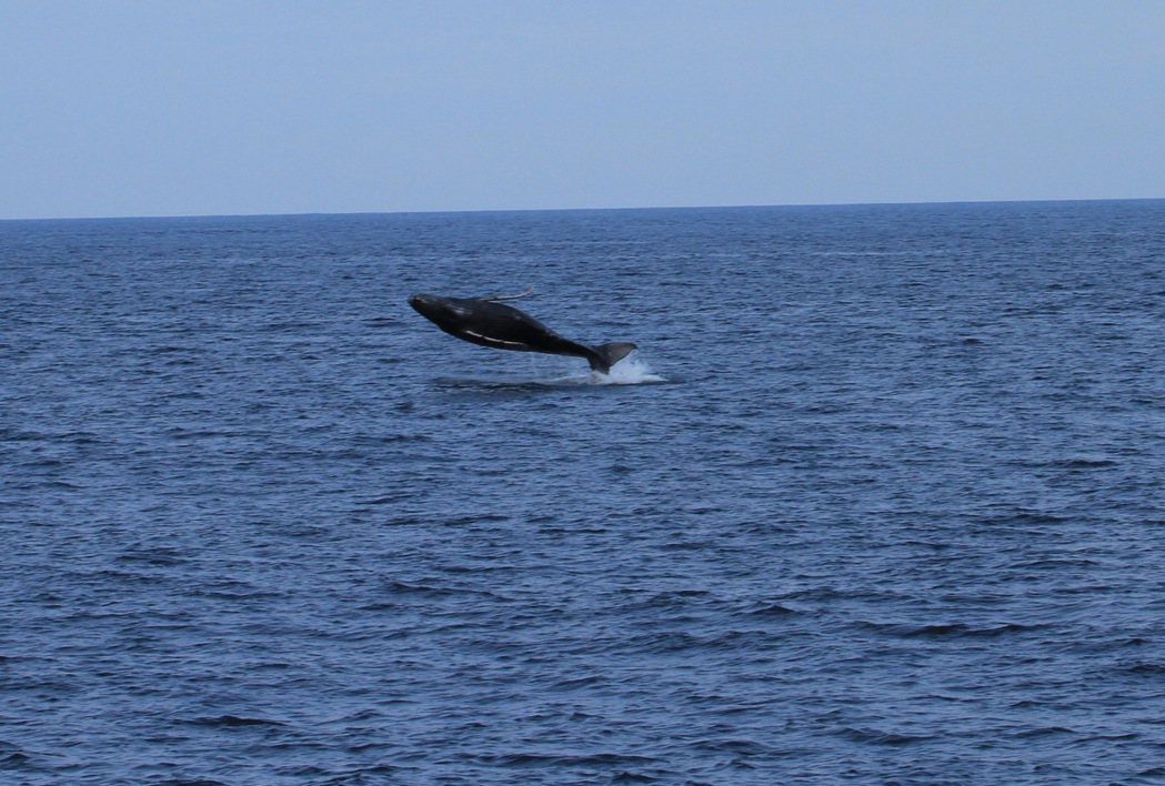 中華鯨豚協會15日所拍，大翅鯨寶寶躍出海面。照片／東管處提供