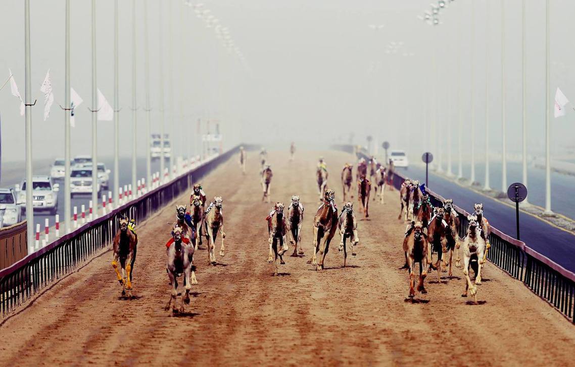 傳統與科技的衝擊，阿拉伯半島的「賽駱駝」。 圖／美聯社
