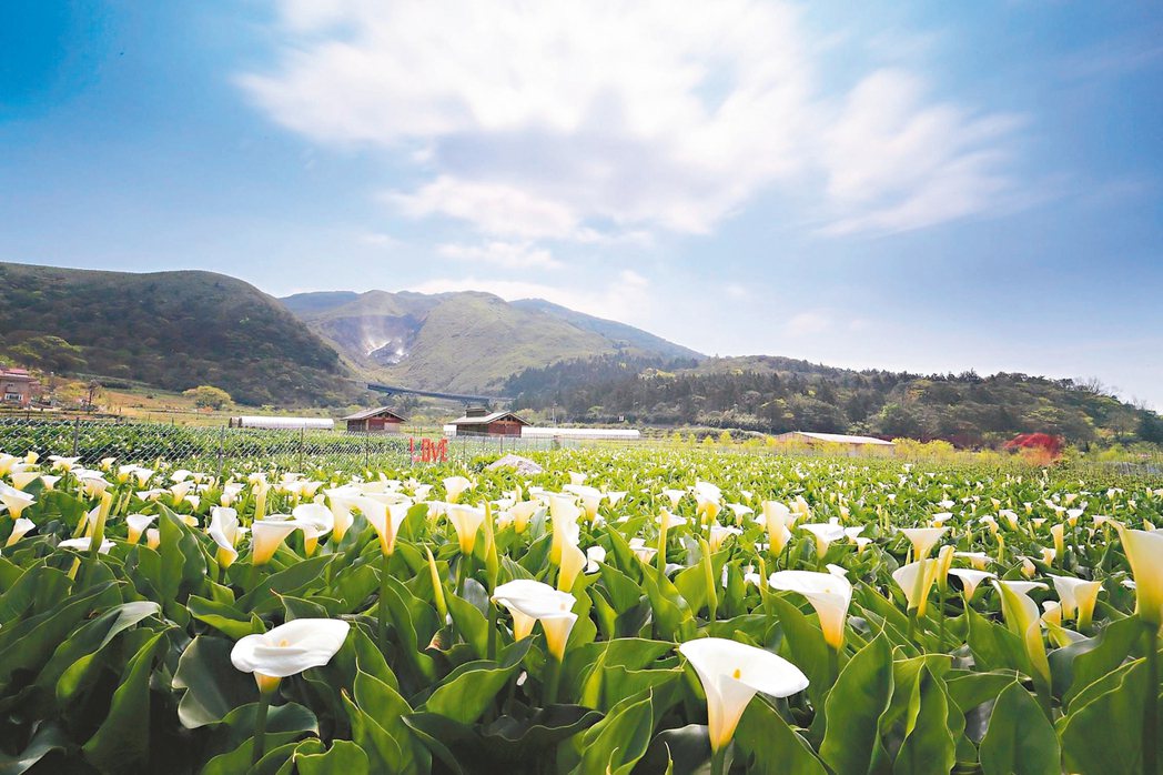 竹子湖海芋每年平均可以創造將近1億5000萬元的經濟產值。 圖／台北市產發局提供
