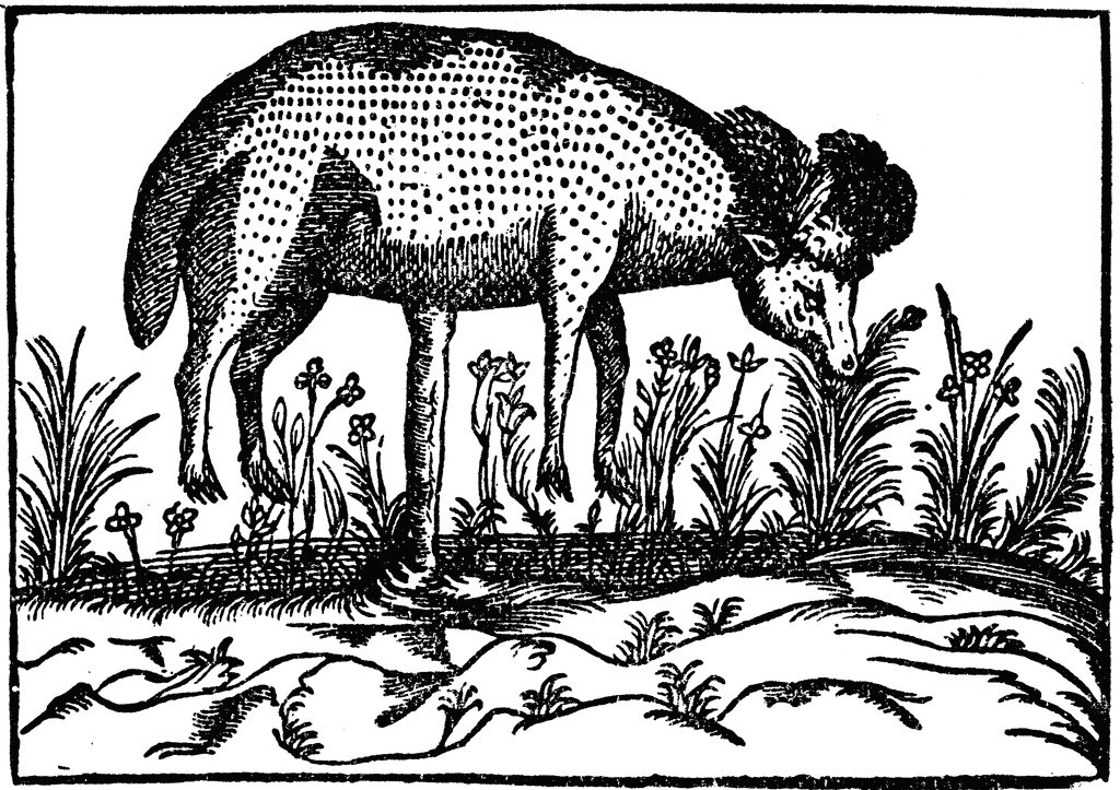 植物羊是中世紀歐洲的傳說生物。 圖／維基共享