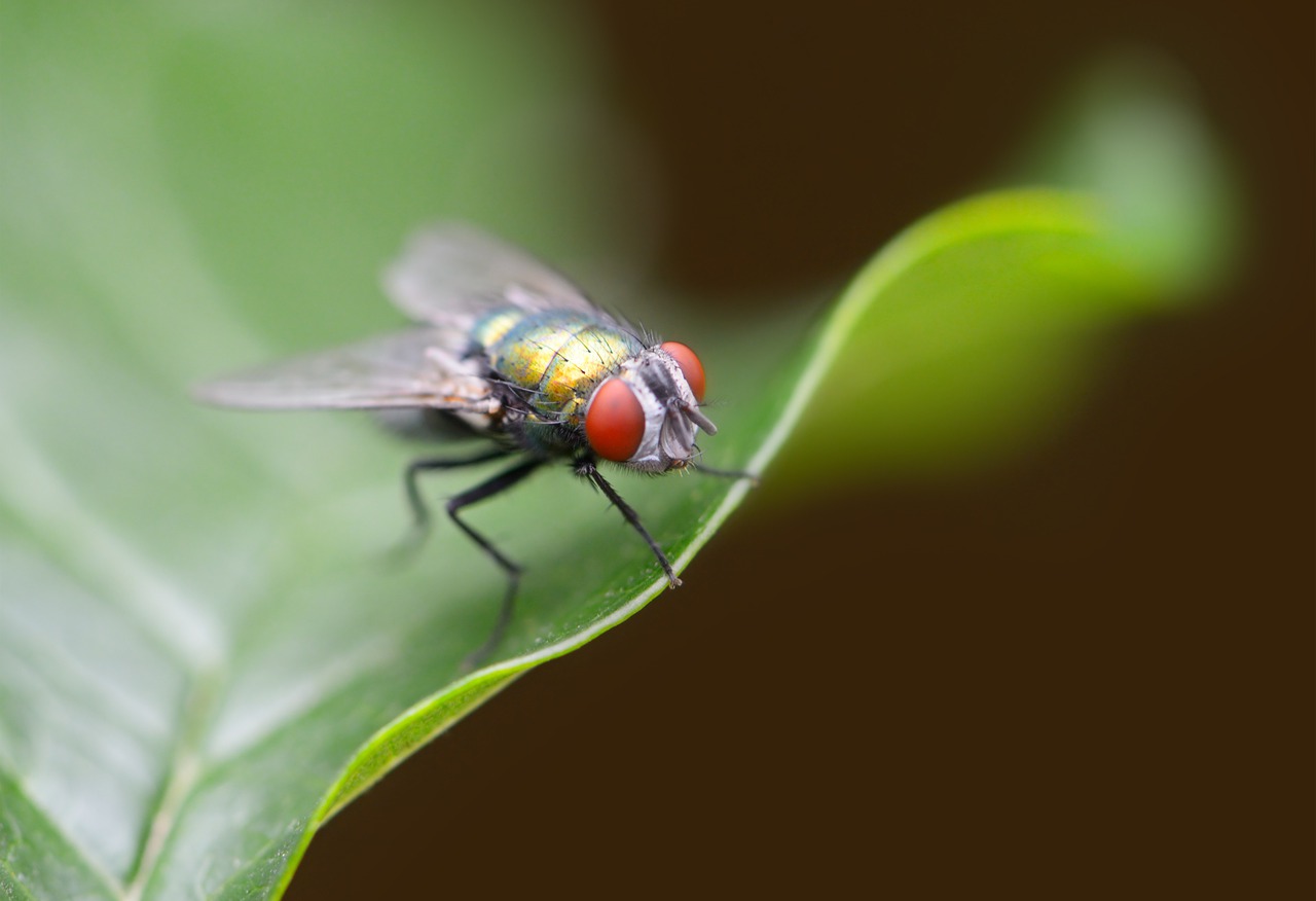蒼蠅身上有超過200種病菌，專家建議，若蒼蠅碰過的食物，不應再食用。示意圖，擷自ingimage。