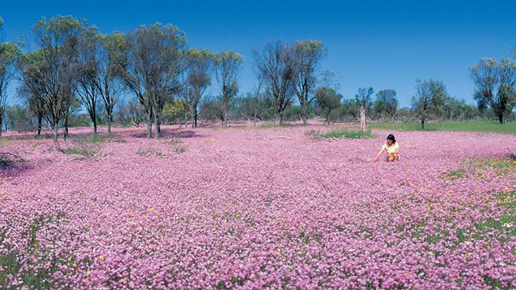 ・從六月開始一路到12月，西澳洲大陸會有超過12,000多種的野花遍地盛開。 圖...