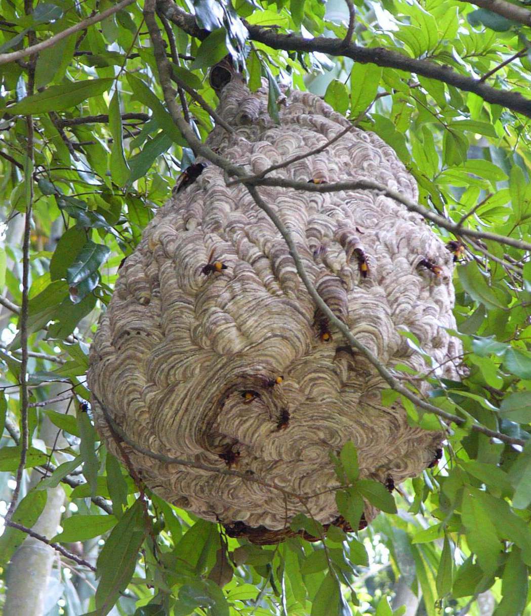 近看虎頭蜂窩，約有六、七十公分高，數十隻虎頭蜂，還在擴建蜂巢。 圖／報系資料照片