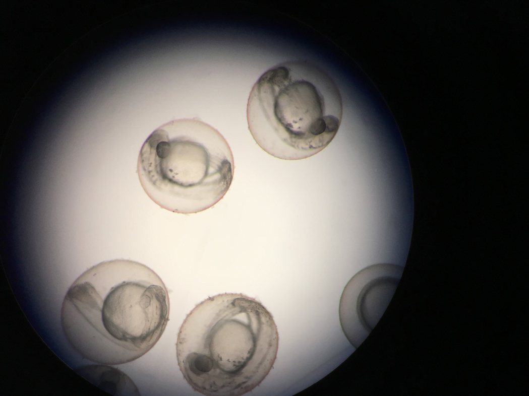 斑馬魚的胚胎。圖／嘉南藥理大學提供