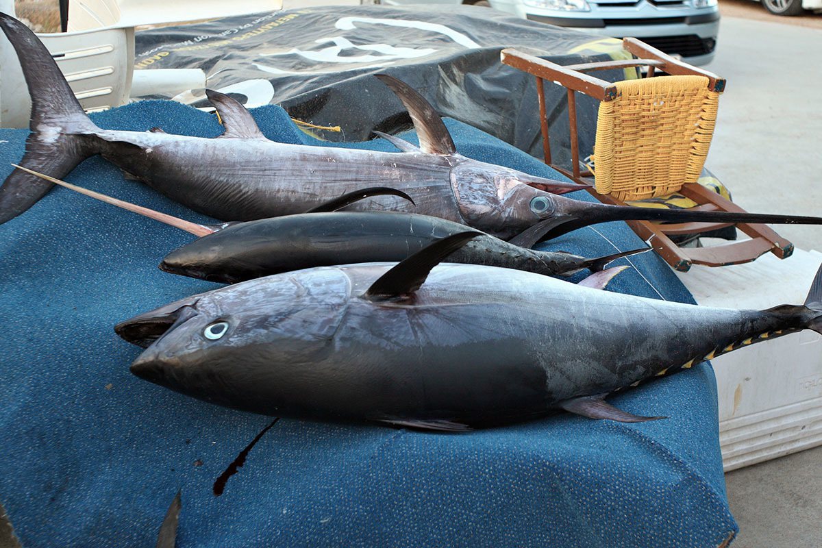 <br />勿吃超過3公斤大型魚內臟 恐中毒致命