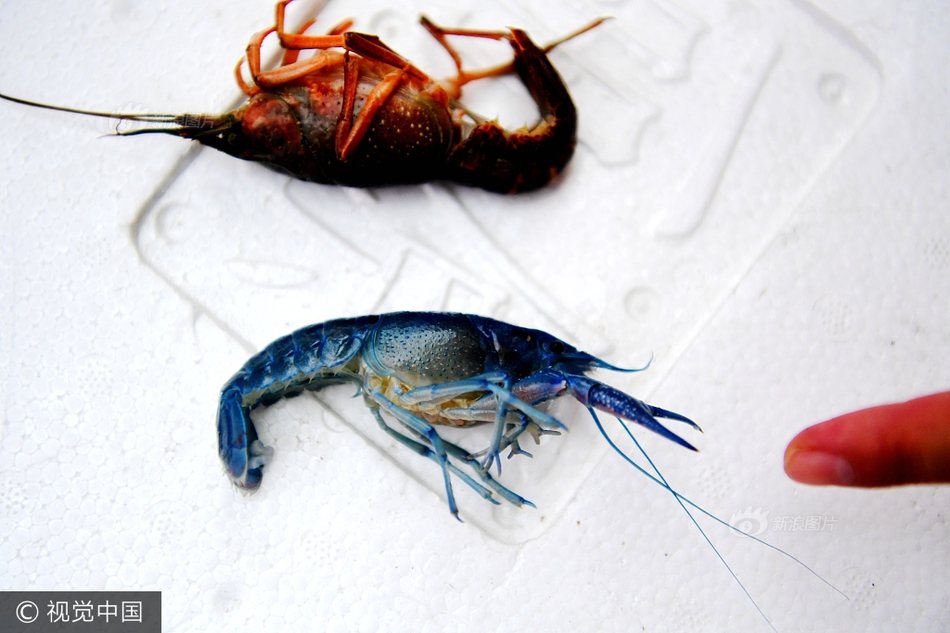 大陸小龍蝦變藍色 專家：基因突變