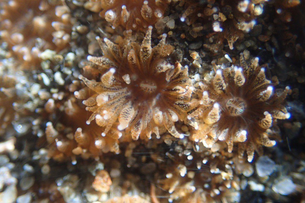 柴山多杯孔珊瑚。圖／桃園在地聯盟提供