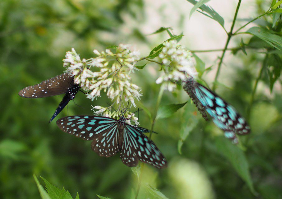 新竹縣北埔鄉南外社區有多達200種蝴蝶。圖／南外社區協會提供