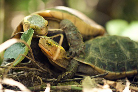 發展人工養殖產業就能救得了食蛇龜？
