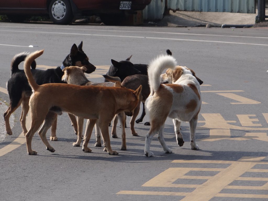 雖然貓狗在台灣常被視為擁有特殊待遇的一群，現行的法律也經常被質疑是否獨厚貓狗，但對於關心流浪動物議題的人來說，台灣流浪動物的處境，或許會讓他們有完全不同的感受。 圖／聯合報系資料照