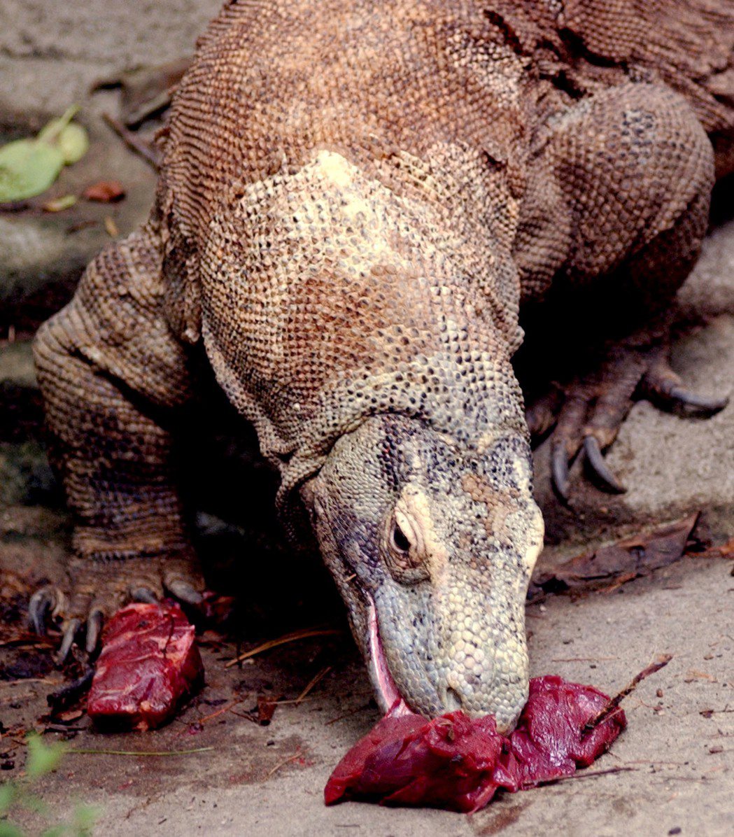 印尼送美國的科莫多巨蜥。圖／美聯社資料照