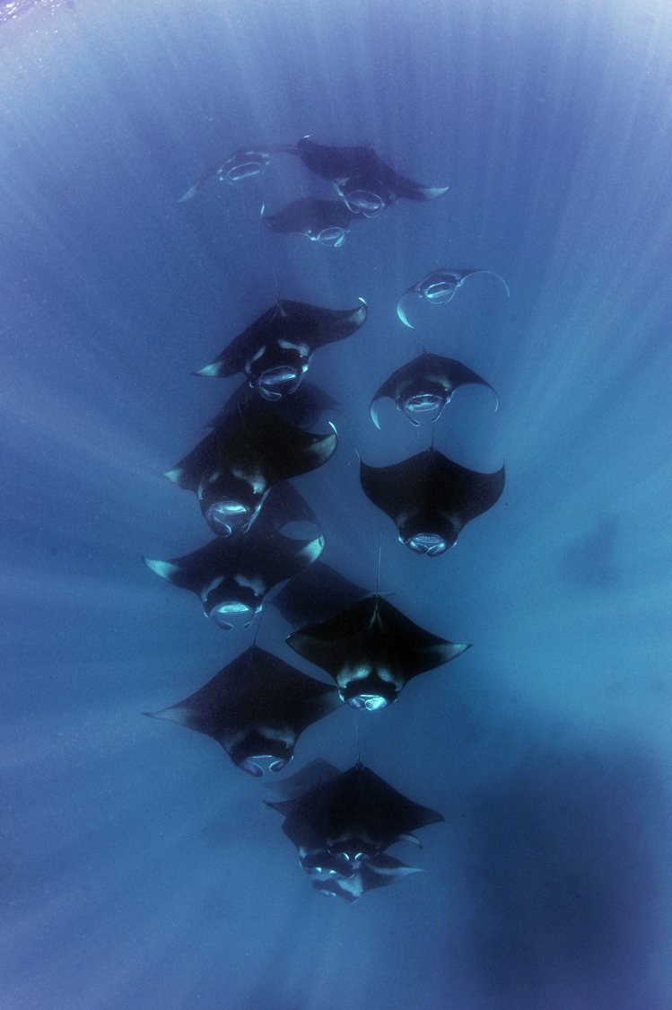 魔鬼魚基金會（Manta Trust）2014年於馬爾地夫芭環礁（Baa Atoll）拍攝到的魔鬼魚。 © Guy Stevens Manta Trust 2014。圖／寶齊萊提供