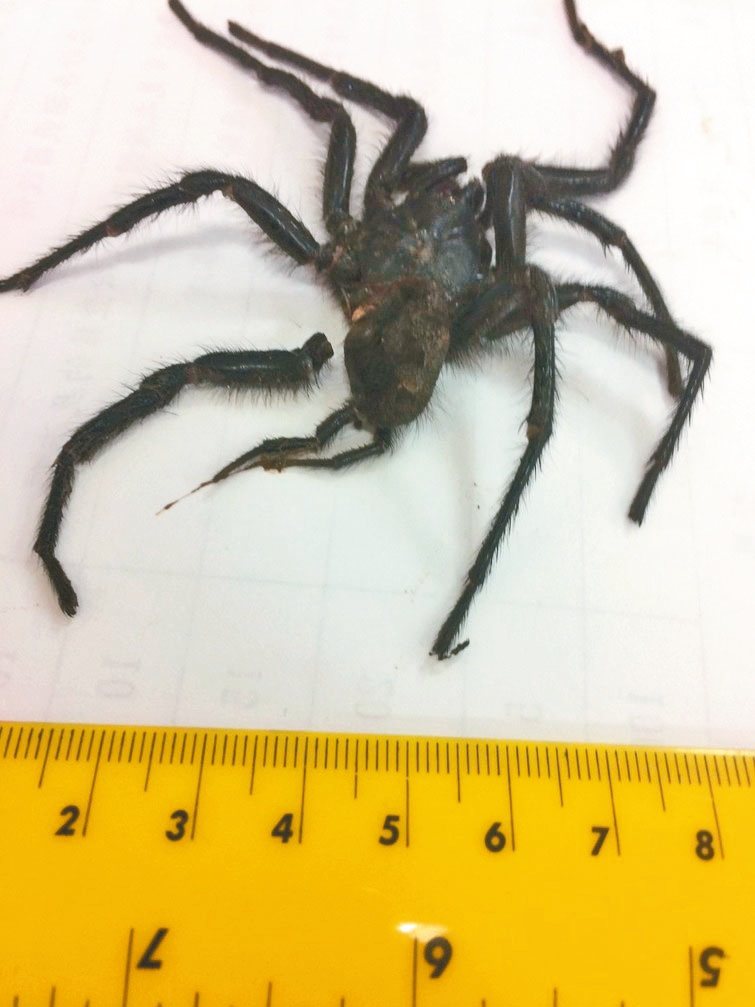 南投縣七旬顏姓婦人昨天凌晨在浴室驚見一隻手掌般大的黑蜘蛛。