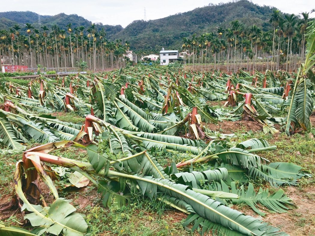 去年強颱過境，蕉農損失慘重。 本報資料照