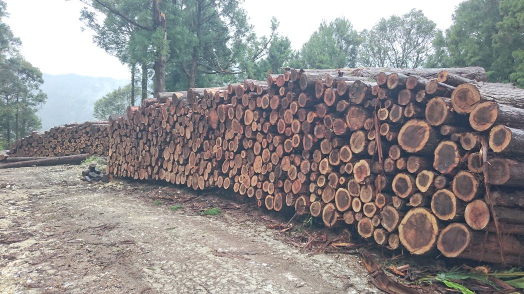 柳杉廣泛用於木質家具，是未來林業局推廣國產材的重點項目。圖／羅東林管處提供